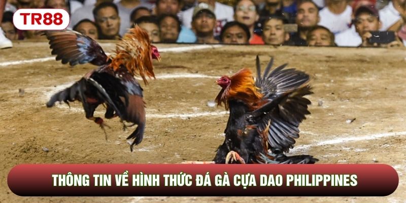 Thông tin về hình thức đá gà cựa dao Philippines Thông tin về hình thức đá gà cựa dao Philippines