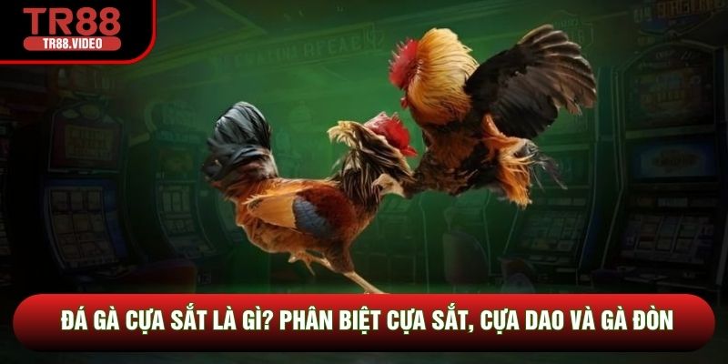 Đá Gà Cựa Sắt Là Gì? Phân Biệt Cựa Sắt, Cựa Dao Và Gà Đòn